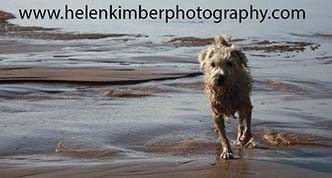 Helen Kimber - 

passionate about photographing dogs and their people as she meets them whilst out running or walking with her own two dogs.