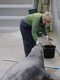 Feeding Flipper