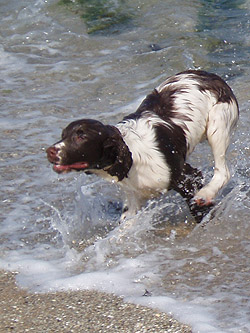 Barney enjoying the sea at Bream Cove