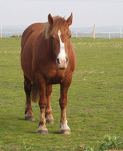 Connie waiting for her hay on a Cornish smallholding 