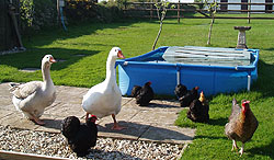 The geese and hens think that if they come to the back door they may be fed again