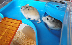 Bubble and Squeak, 2 hamsters staying with Cath while their owners where on holiday