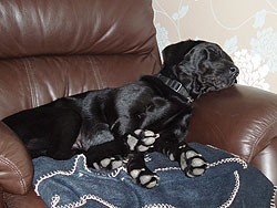 Pet sitting Liverpool, Esme having a snooze in her own chair after a bracing walk in the park
