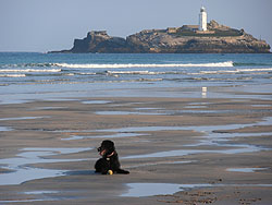 Dog sitting Cornwall, Effy playing ball on the beach at Godrevy	
