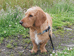 Dog Walking Cornwall, A Basset Fauve De Britton walking in a Cornish meadow