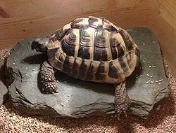 Pet pop in Liverpool, Fred the tortoise visited twice a day while his owners had sunny holiday