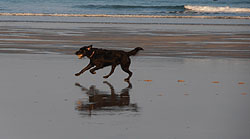 Dog walking, Beach walk,  A free run in the sun and waves