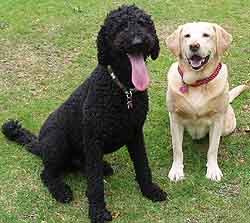 Archie & Saffie - House Sitting Liverpool