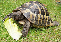 Freddy (Tortoise) Liverpool