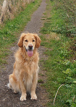 Gabby's holiday, Liverpool guide dog