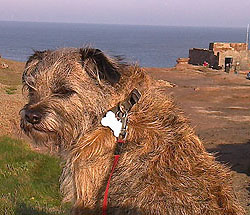 Phoebe over the new year, housesitting, Wirral