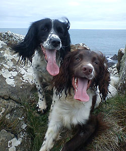 Purdey & Bear, House & Pet sitting, Falmouth, Cornwall