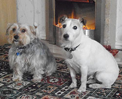 Flipper & Tina, House & Pet sitting, Merseyside, 