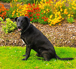 Jack, Dog walking, Aigburth, Liverpool. 