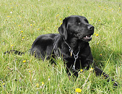 Oake, Guide-dog Home Boarding, Liverpool.