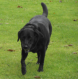 Esme, Home Boarding, Liverpool.