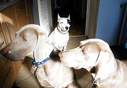 Blue, Misty and Nelson. This was a pet sitting job in Liverpool.