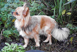 Charlie, a little Chihuahua - Pet Boarding, Liverpool.