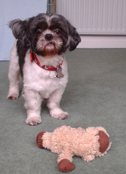 Billy stayed from 1st to 10th January. He was a Shih Tzu.