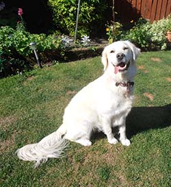 Lilly, Golden Retriever, Pet Boarding.