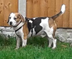 Miro- home board(Beagle).